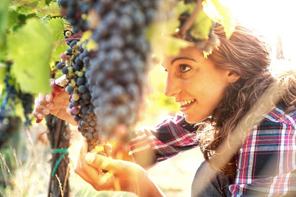 Young lady clipping grape vines.