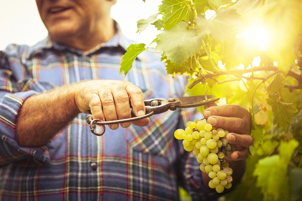 Farmer cutting grape stem